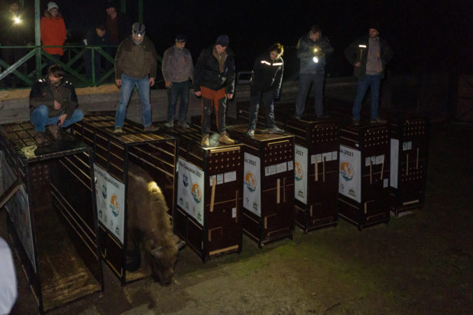  Všech devět zubrů dorazilo v pořádku do ázerbájdžánského národního parku Shahdag, nyní se budou připravovat na vypuštění do volné přírody. Jedná se o největší národní park v celém pohoří Kavkaz o rozloze 130 tisíc hektarů. Autor: ©Rustam Maharramov 