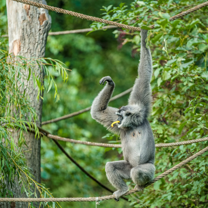 Zoo Praha chová gibony stříbrné od roku 2014, chovný pár – samice Alang Alang (na snímku) a samec Flip – v sobě dle slov chovatelů ihned našli zalíbení a první mládě se tak narodilo rok po jejich spojení. Autor: ©Petr Hamerník, Zoo Praha