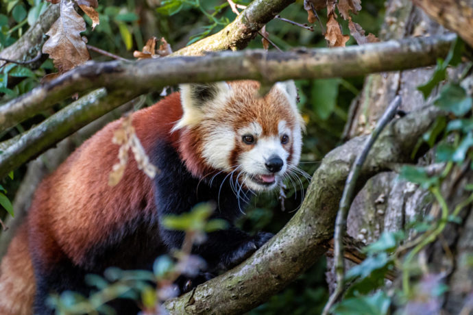  Samičce pandy červené Regice podzimní chlad nevadí, a tak ji můžete pozorovat i s mláďaty ve výběhu poblíž hlavního vchodu do zoo během celého dne. Autor: ©Oliver Le Que, Zoo Praha 