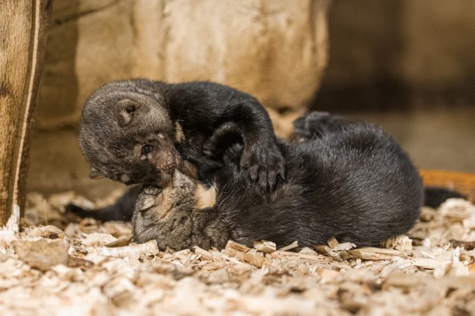 V Zoo Praha se narodila historicky první čtyřčata vzácné tayry