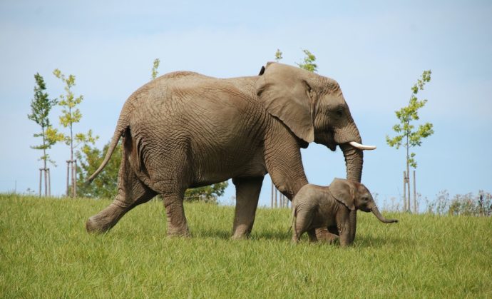 Sloni v Karibuni. Foto: ©archiv ZOO Zlín