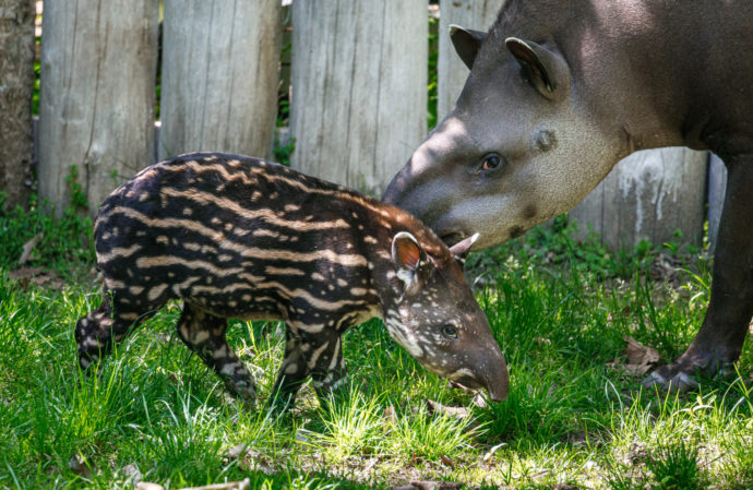  Tapíří samička Jasmína se narodila 29. dubna. Na fotografii je jako dvoutýdenní mládě se svou matkou Taluen. Foto: ©Miroslav Bobek, Zoo Praha 