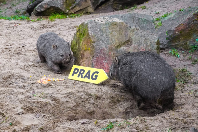 V Zoo Praha je první vombat!