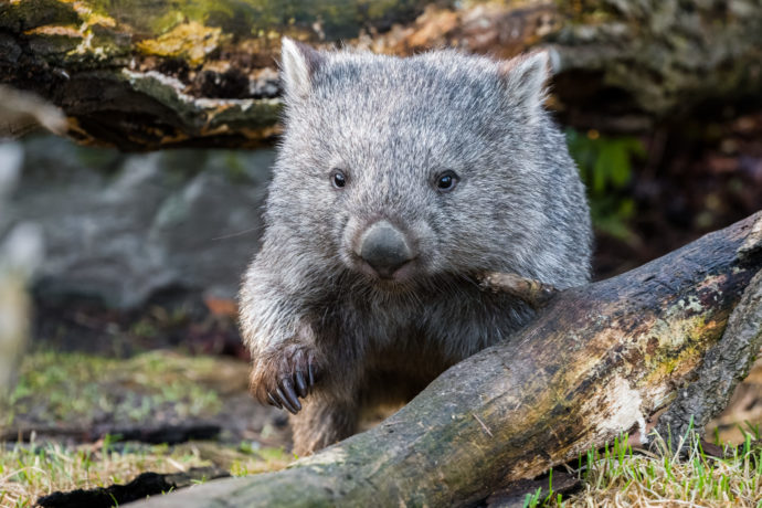 Vombat obecný Cooper. Osmnáctiměsíční samec vombata obecného dorazil do Zoo Praha loni v prosinci. Momentálně váží jedenáct kilogramů, v dospělosti může vážit ještě o šest více. Foto: ©Petr Hamerník, Zoo Praha