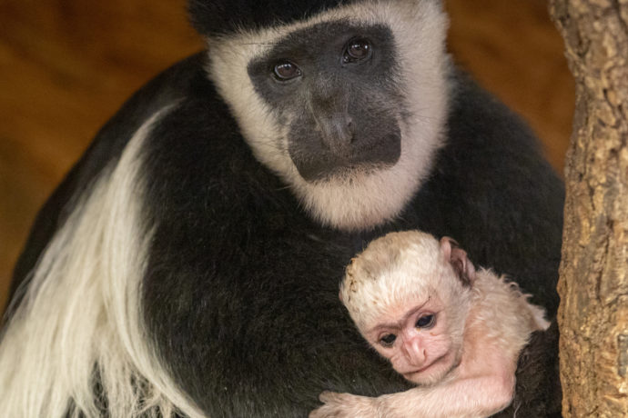 V Zoo Praha se narodila gueréza pláštíková