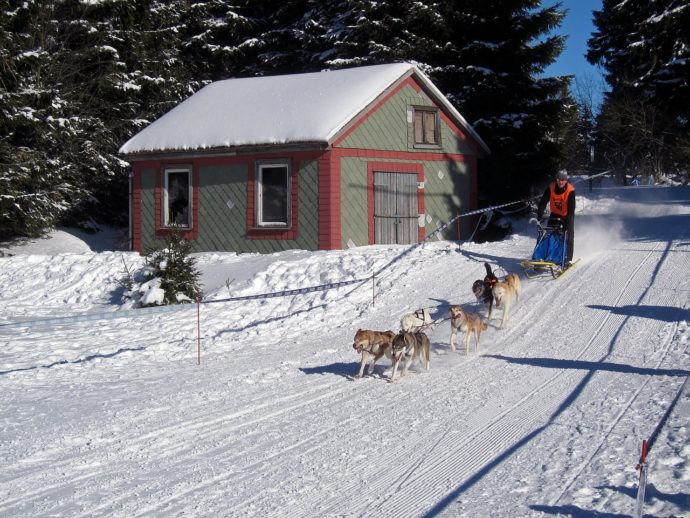 Mushing aneb jízda na psím spřežení. Foto ilustrační: ©Pixabay.com