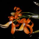 Oblíbená výstava orchidejí opět v pražské Botanické zahradě