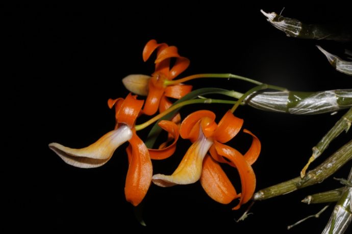 Foto: ©Botanická zahrada Praha