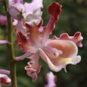 Oblíbená výstava orchidejí opět v pražské Botanické zahradě