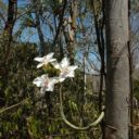 Oblíbená výstava orchidejí opět v pražské Botanické zahradě
