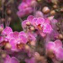 Oblíbená výstava orchidejí opět v pražské Botanické zahradě
