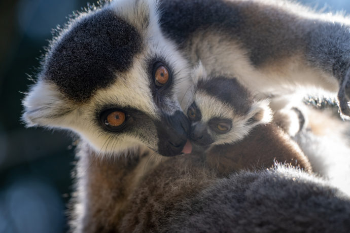 Mládě lemura kata se svou matkou Ankou ve věku pěti dní. Foto: ©Oliver Le Que, Zoo Praha