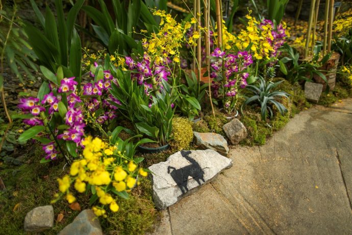 Novou sezónu Botanické zahrady Praha zahájila výstava orchidejí