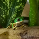 Zoo Liberec začala jako jediná zoo Česku s chovem vzácných žabek listovnic pestrých