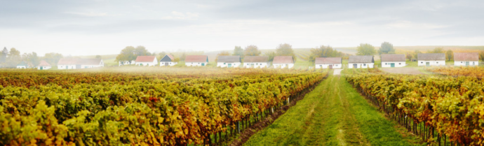 Kellergasse, Ketzelsdorf, Weinviertel. Foto: ©Niederösterreich Werbung/ Michael Liebert