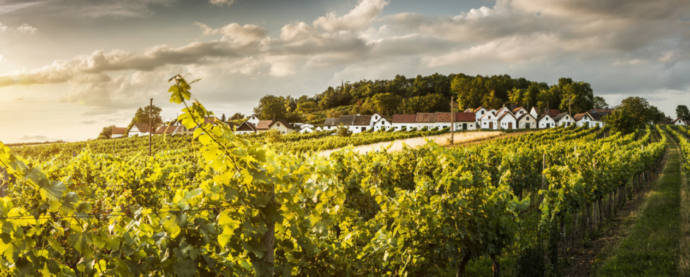 Galgenberg, Weinviertel. Foto: ©Niederösterreich-Werbung/Michael Liebert