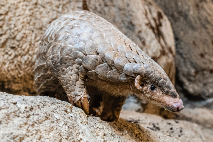 Zoo Praha získala luskouny