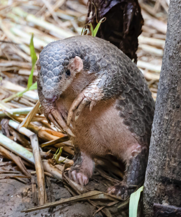 Společnost bude samici dělat samec Guo Bao. Foto: ©Taipei Zoo