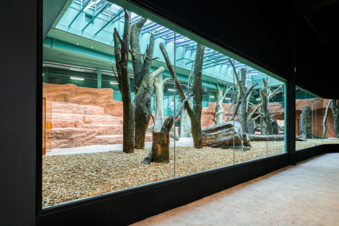  V rozlehlé vnitřní expozici budou rodinné skupině dělat společnost guerézy pláštíkové. Foto: @Petr Hamerník, Zoo Praha 