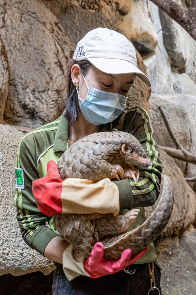 Chovatelka luskounů v Taipei Zoo drží samičku Run Hou Tang. Foto: ©Taipei Zoo
