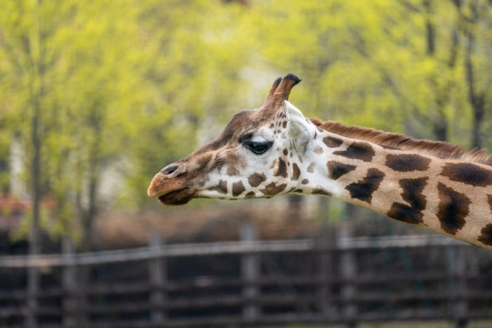 Africká savana v Zoo Praha je znovu obydlená