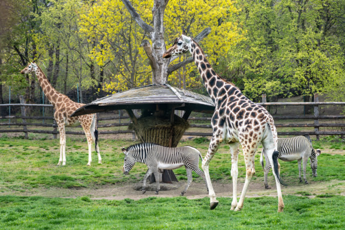  Vedle nepřehlédnutelných žiraf obývají Africkou savanu v Zoo Praha i zebry Grévyho – vůbec největší druh zebry typický svým hustým a úzkým pruhováním. Foto: ©Oliver Le Que, Zoo Praha 