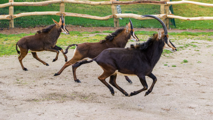  Antilopy vrané vybíhají po zimě poprvé ven. Tento druh se vyznačuje kontrastním zbarvením – bílé břicho doplňuje zejména u dospělých samců téměř černé zbarvení. Podle něj dostaly i své jméno. Foto: ©Petr Hamerník, Zoo Praha 