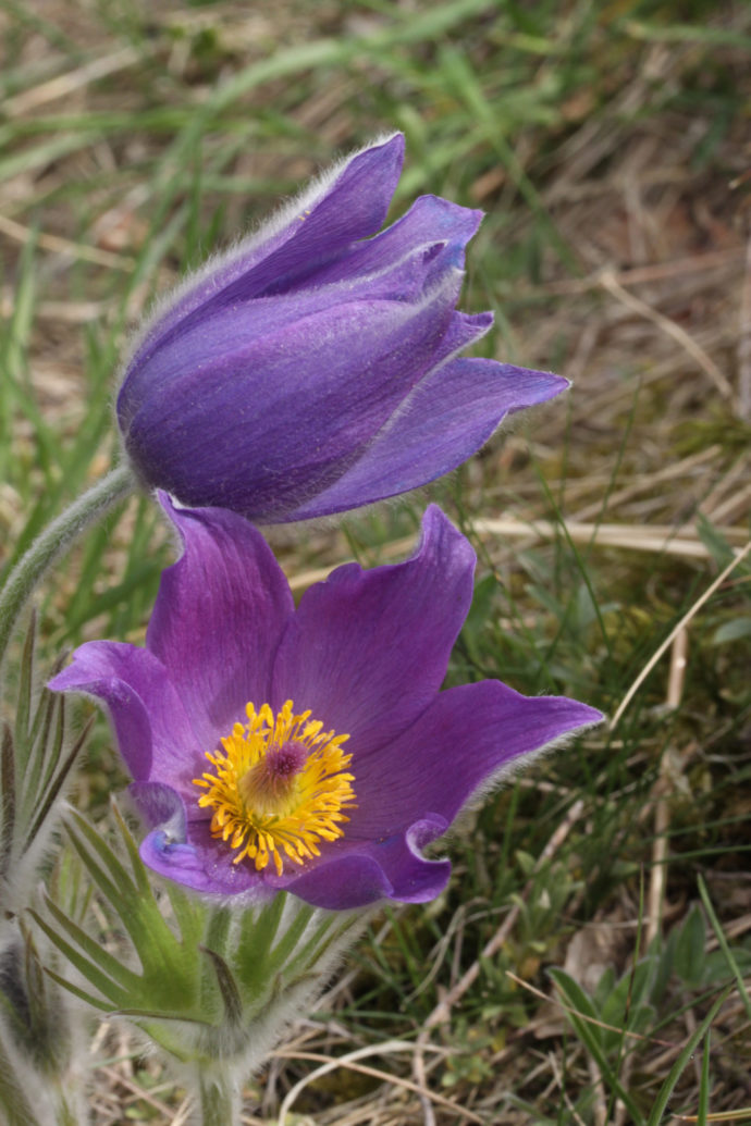 Koniklec_Pulsatilla patens, Holý vrch. Foto: ©Botanická zahrada Parha