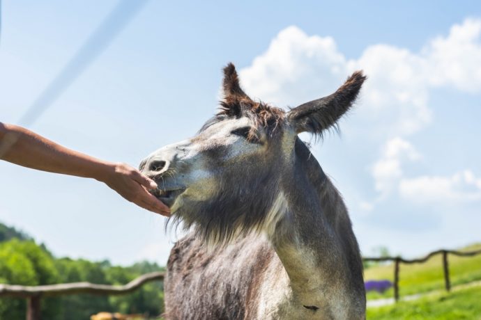 Oslavte Velikonoce se zvířátky ve Farmaparku Soběhrdy