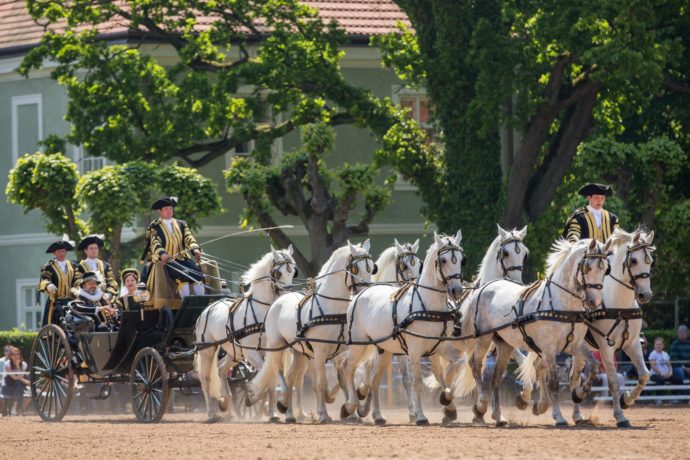 Kladrubští koně. Foto: ©Pardubicko