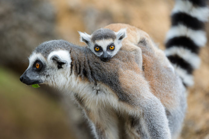 Pruhované mládě na Ostrově lemurů