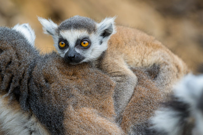 Šestitýdenní mládě na zádech své matky. Foto: ©Petr Hamerník, Zoo Praha