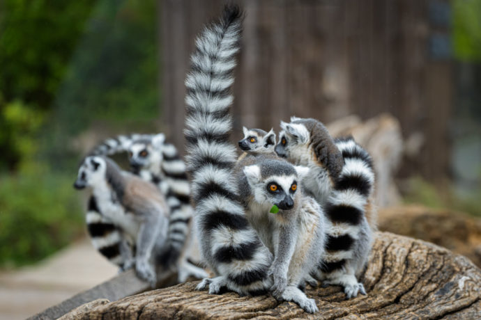 Na Ostrově lemurů už jarní počasí láká jeho pruhované obyvatele k dovádění. Foto: ©Petr Hamerník, Zoo Praha