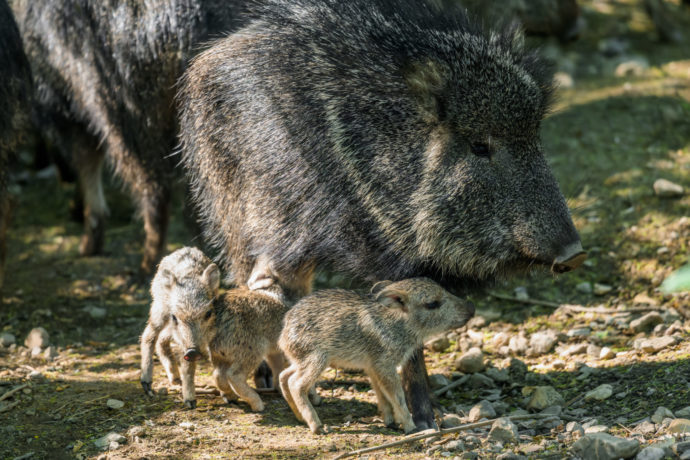  Letos přišla na svět v Zoo Praha čtyři mláďata pekariho Wagnerova, z toho byla v jednom vrhu rovnou trojčata. Foto Petr Hamerník, Zoo Praha 