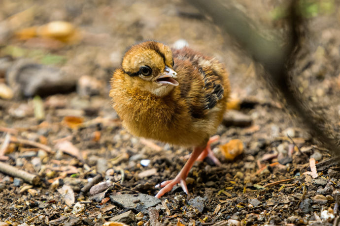  Bažant Edwardsův patří k druhům, pro které vede Zoo Praha jejich Evropský chovný program (EEP) a současně Evropskou plemennou knihu. Foto Petr Hamerník, Zoo Praha 