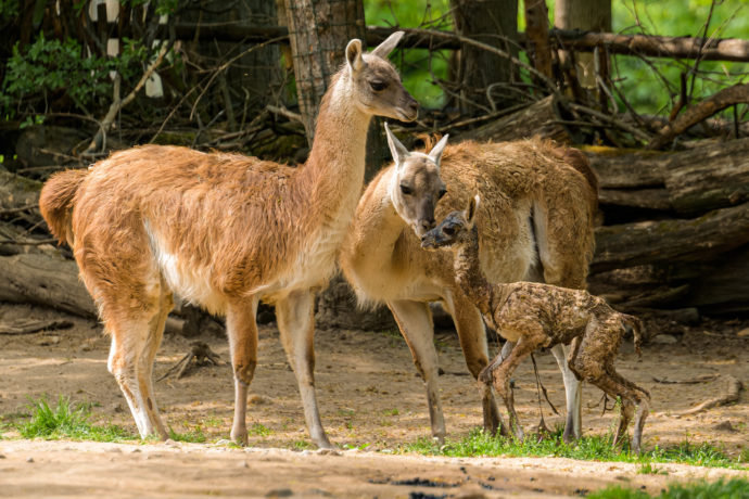  Čerstvě narozenou lamu guanako si ihned přišly prohlédnout zvědavé členky stáda. Foto Petr Hamerník, Zoo Praha 