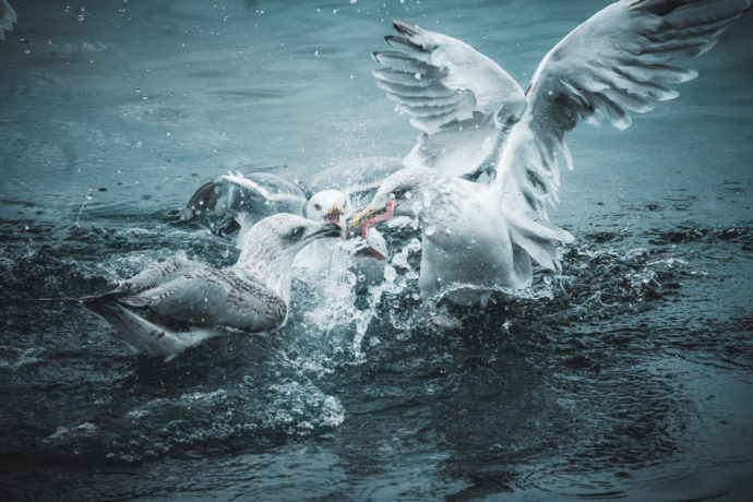 Foto: ©Daniel Strnad (15 let) – Boj o stravu