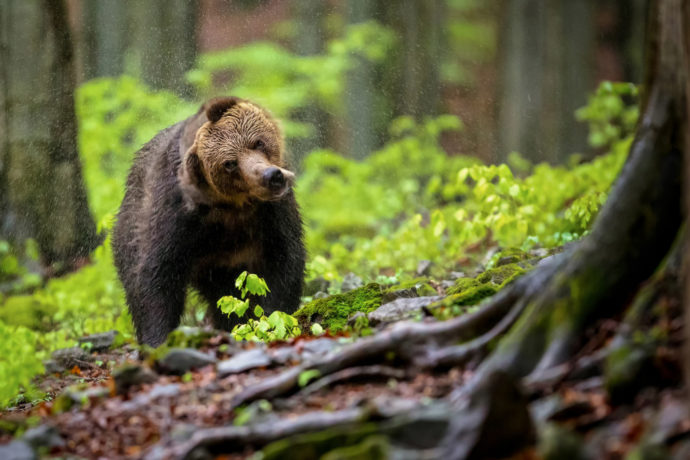 Známe vítěze Czech Nature Photo. Výstavu možno navštívit do 4. září 2022