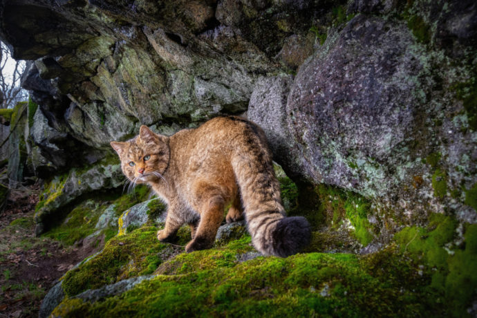  Foto©Vladimír Čech ml. – Divoška z Doupova