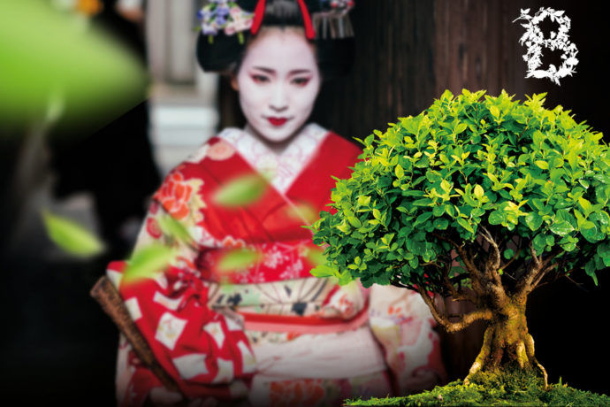 Festival bonsají a japonské kultury v botanické zahradě v Troji
