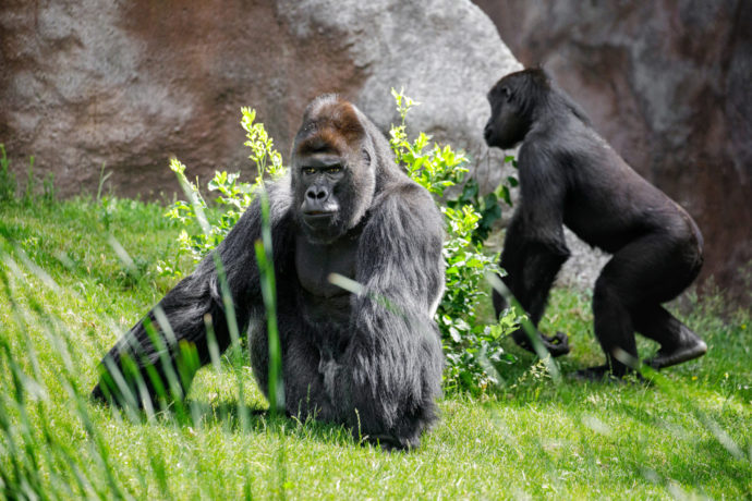 Richard se svým synem Kiburim ve venkovním výběhu starého pavilonu. Ten bude samčí skupina obývat i nadále. Foto: ©Miroslav Bobek, Zoo Praha