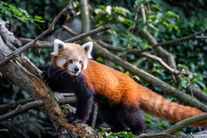  Jerry přicestoval do Prahy ze Zoo Olomouc. Od května byl umístěn v zázemí, aby si zvykl na nové prostředí, až minulý týden jej chovatele vpustili do venkovního výběhu. Foto Oliver Le Que, Zoo Praha 