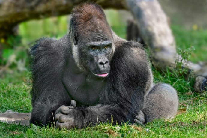Kisumu se narodil roku 1997 v Mnichově a v sedmi letech byl přesunut do rakouského Schmidingu, kde až doposud žije v mládenecké skupině. V Zoo Praha by se měl stát otcem. Foto: ©Zoo Schmiding