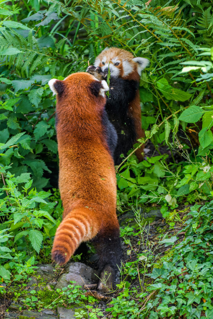  Seznamování tříleté Regicy (v popředí) a dvouletého Jerryho mohou návštěvníci sledovat ve výběhu naproti hlavnímu vchodu do Zoo Praha. Foto Petr Hamerník, Zoo Praha 