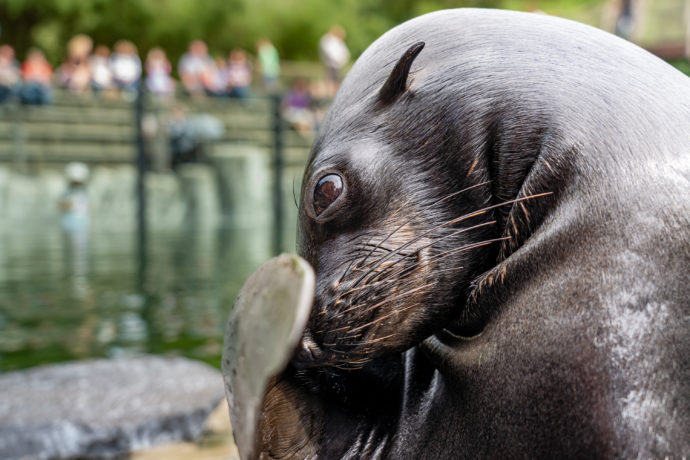 Lachtan Eda už zvládá kompletní veterinární prohlídku. Na snímku při kontrole zubů s vrchním chovatelem Jakubem Mezeiem. Foto Oliver Le Que, Zoo Praha