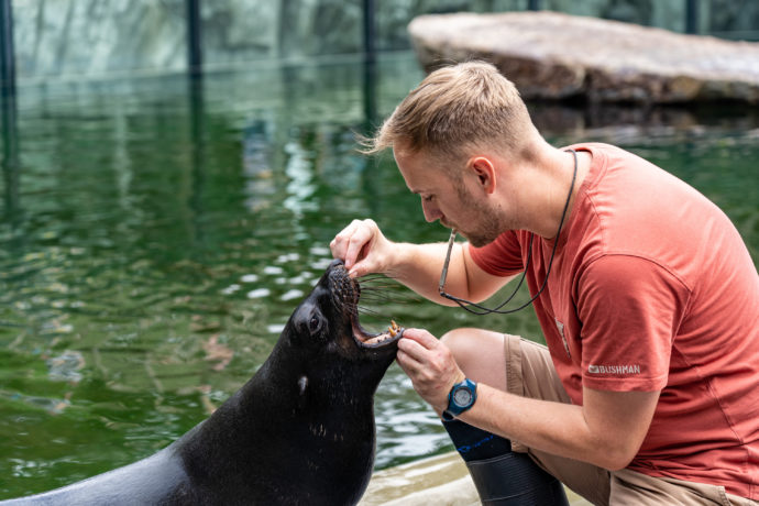 Kromě nutných veterinárních úkonů Eda umí pozdravit, mávat či se „zastydět“. Foto Oliver Le Que Zoo Praha