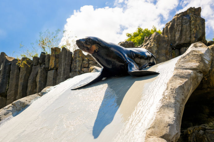 Lachtan Eda už mává návštěvníkům Zoo Praha