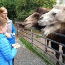 Zážitkové programy a kulturní akce v Zoologické zahradě Dvorec