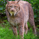 Zoologická zahrada Na Hrádečku