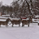 Klidný předvánoční čas v Zoo Liberec